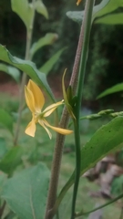 Echeandia mexicana