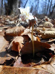 Eranthis stellata