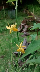 Echeandia mexicana