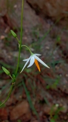 Echeandia parviflora