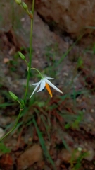 Echeandia parviflora