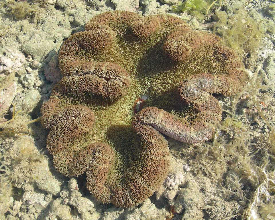 Stichodactyla