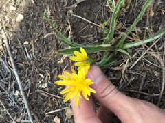 Nothocalais cuspidata