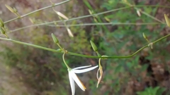 Echeandia parviflora