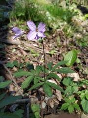 Cardamine quinquefolia