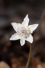 Eranthis stellata