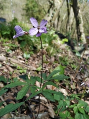 Cardamine quinquefolia