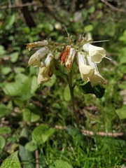 Symphytum grandiflorum