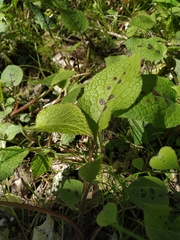 Symphytum grandiflorum