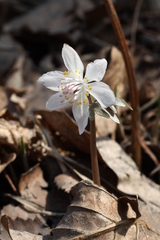 Eranthis stellata