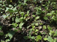 Symphytum grandiflorum