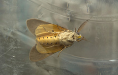 Sommeria marchalii