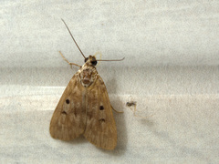 Sommeria marchalii