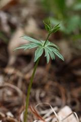 Eranthis stellata