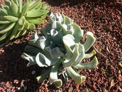 Echeveria runyonii