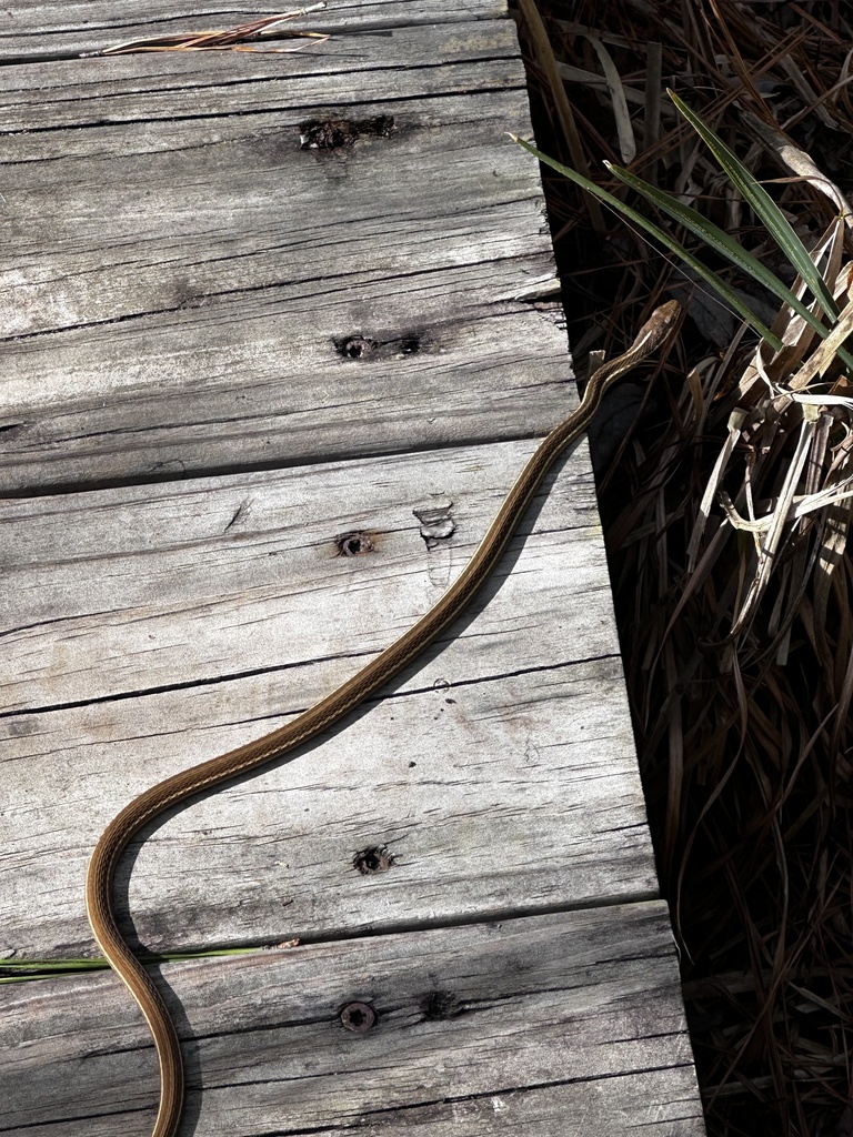 Common Ribbon Snake from Cumberland Island, Woodbine, GA, US on ...