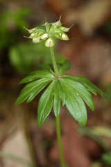 Eranthis stellata