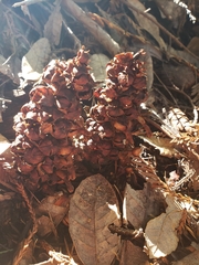 Kopsiopsis strobilacea