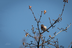 Curruca cantillans albistriata