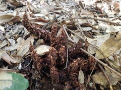 Kopsiopsis strobilacea