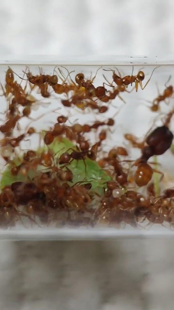 Pheidole speculifera