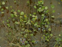 Halerpestes sarmentosa