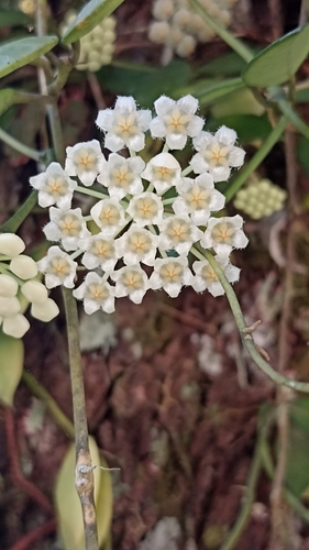 Hoya lacunosa Blume