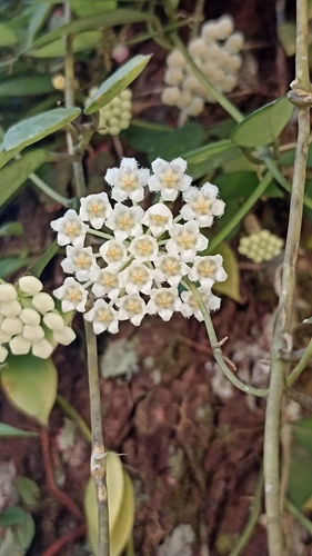 Hoya lacunosa Blume 2