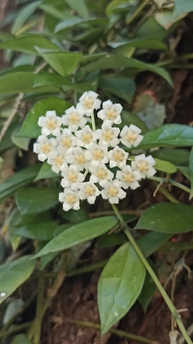 Hoya lacunosa Blume 3
