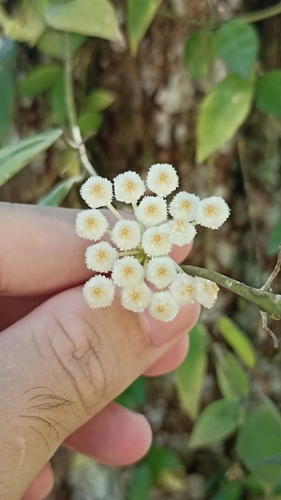 Hoya lacunosa Blume 4