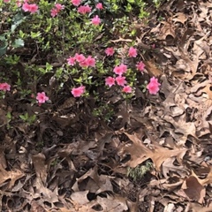 Rhododendron obtusum
