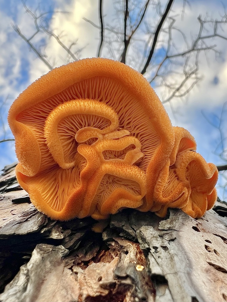 Stinking Orange Oyster from Marlton, NJ, US on November 27, 2023 at 03: