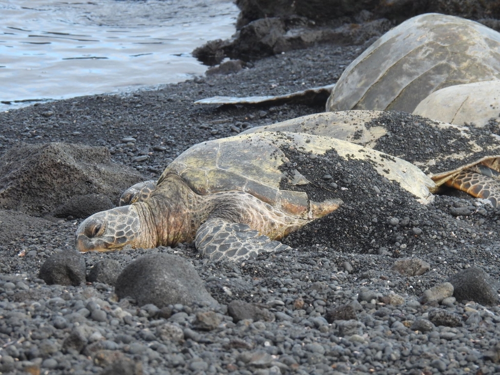 Green Sea Turtle In December 2023 By Norm INaturalist   Large 