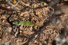 Lacerta viridis