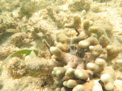 Porites furcata