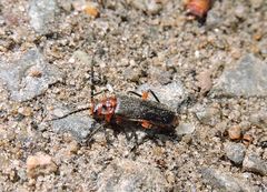 Atalantycha bilineata