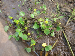 Halerpestes sarmentosa