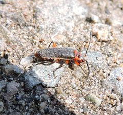 Atalantycha bilineata