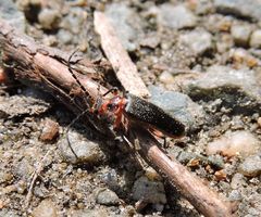 Atalantycha bilineata