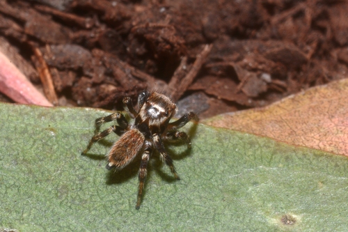 White Banded House Jumper