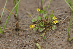 Halerpestes sarmentosa