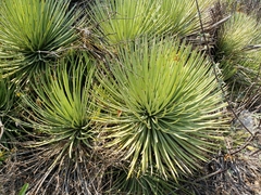 Agave stricta