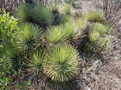 Agave stricta