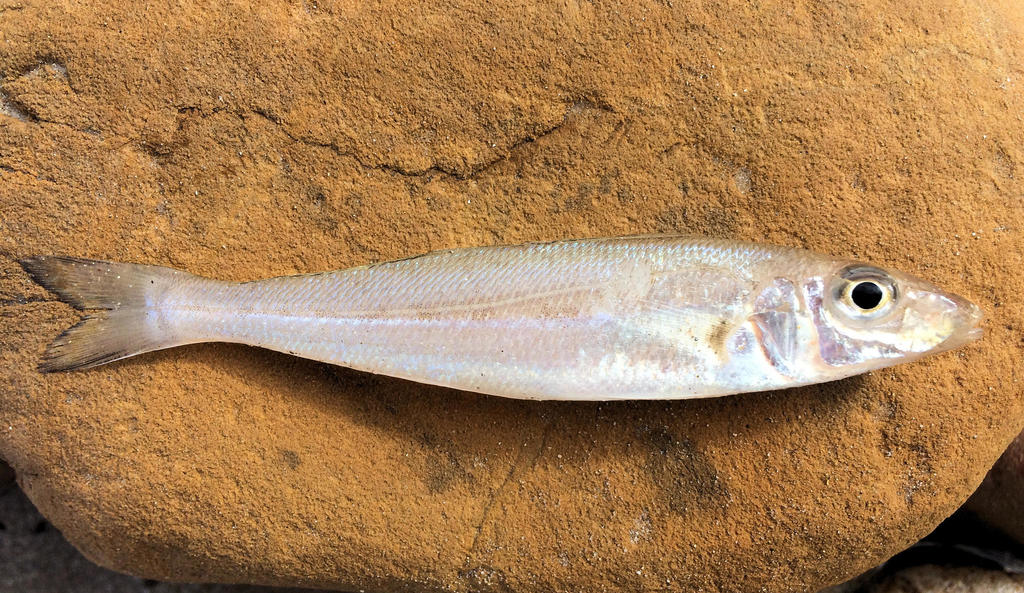 School Whiting