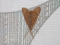 Sommeria marchalii
