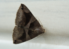 Bastilla arcuata