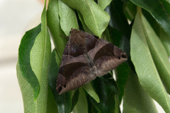 Bastilla arcuata