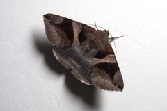 Bastilla arcuata