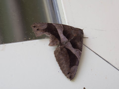 Bastilla arcuata