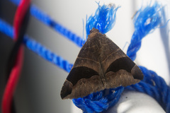 Bastilla joviana